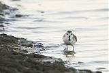 Spoon-billed Sandpiper